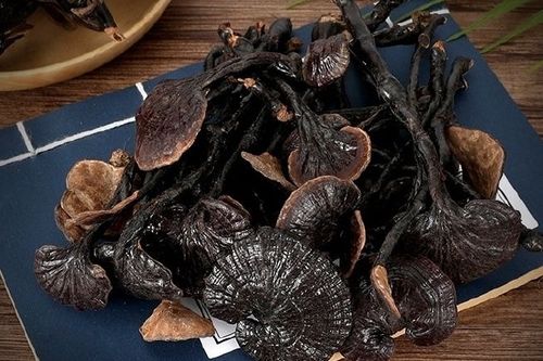 竹子上长的灵芝图片
