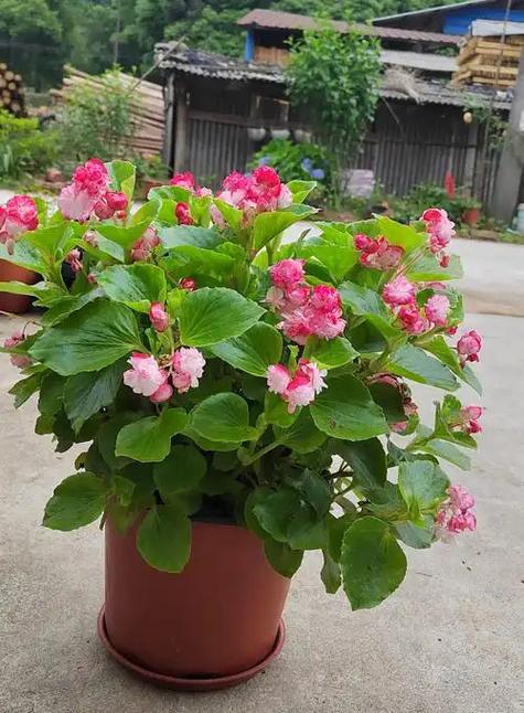 四季开花的海棠花有哪些品种游戏截图