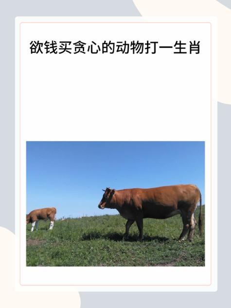 王者之风打一准确生肖牛图标