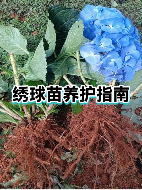 绣球花苗适合什么季节种缩略图