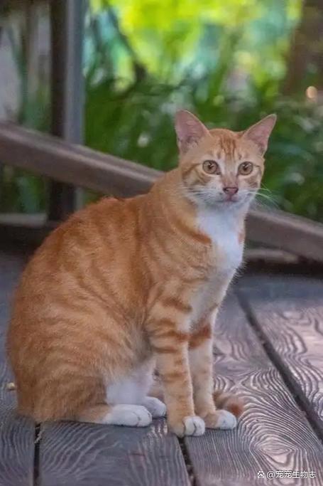 橘猫攻击性强吗游戏截图