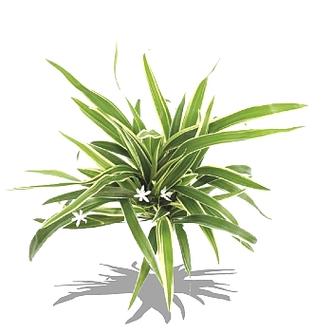 植物大战僵尸修改版植物可叠加缩略图
