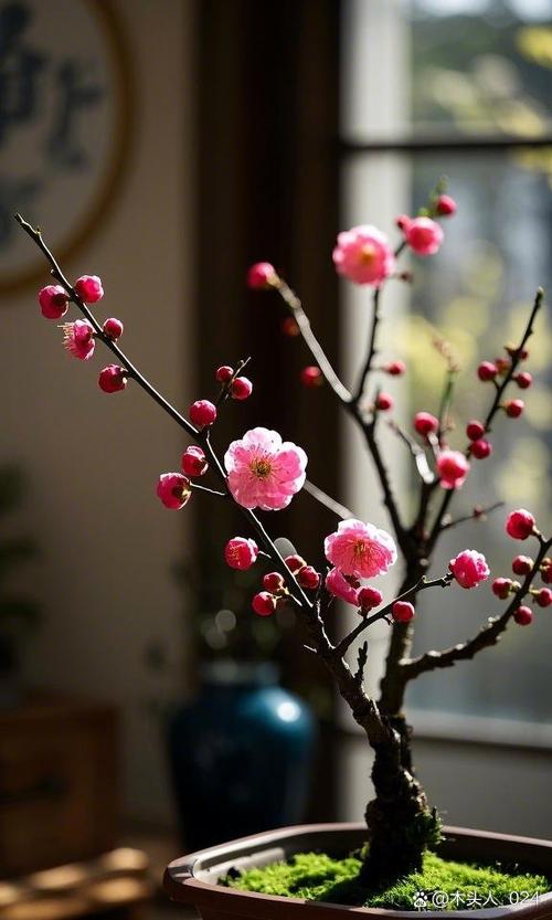 盆栽梅花的养护和管理缩略图