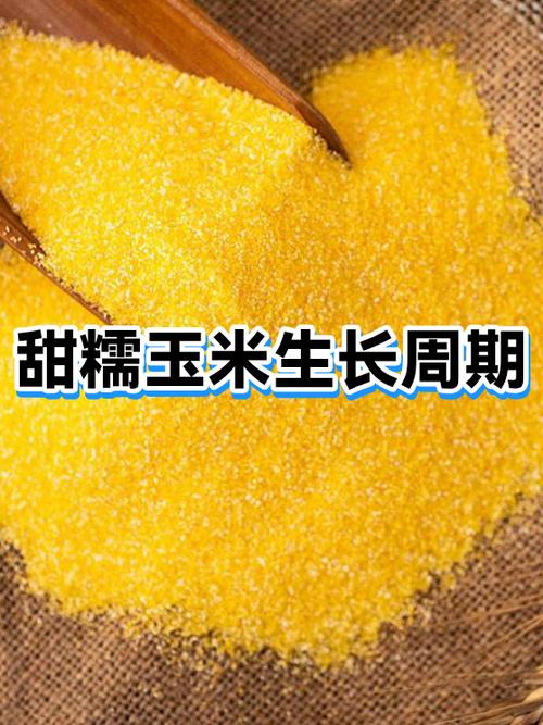 糯玉米生长期是多少天游戏截图
