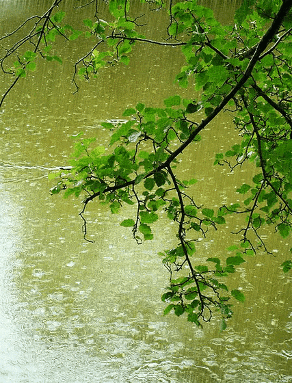春雨免费观看高清全集动漫视频缩略图