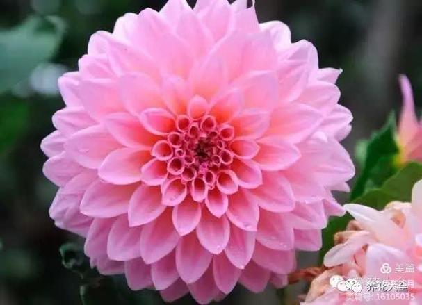 瑶草琪花最经典十句话缩略图