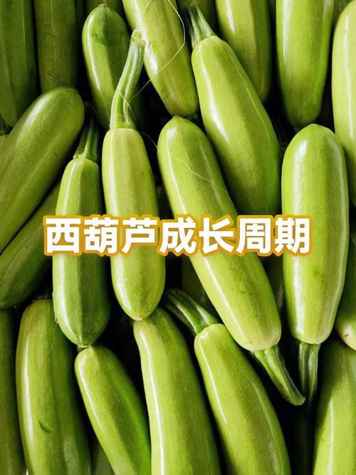 西葫芦籽的作用和功效缩略图