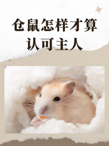 仓鼠一般要多久才能认可主人缩略图