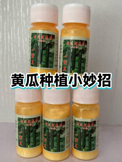 种黄瓜最简单方法缩略图
