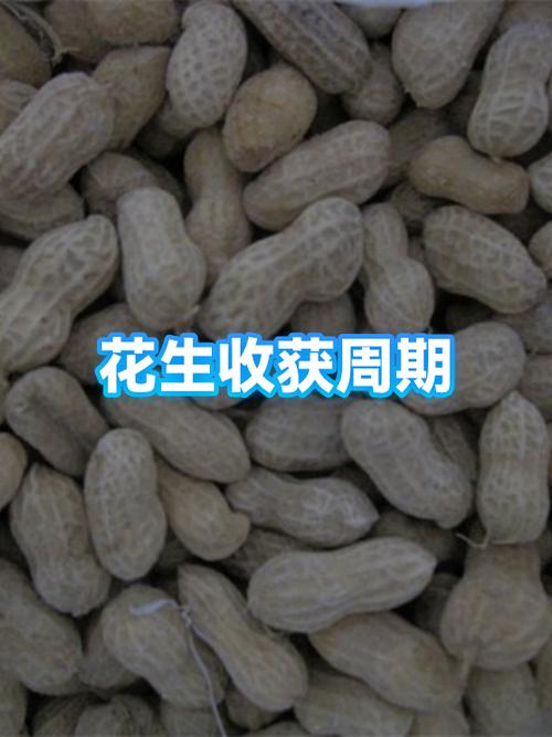 花生生长期多少天收获缩略图