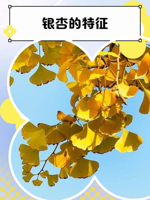 银杏分期好过吗缩略图