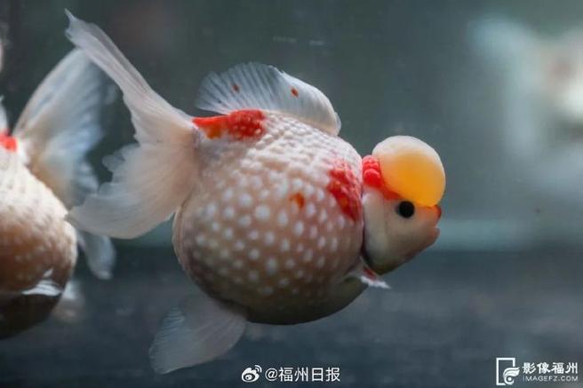 金鱼最旺什么属相图标