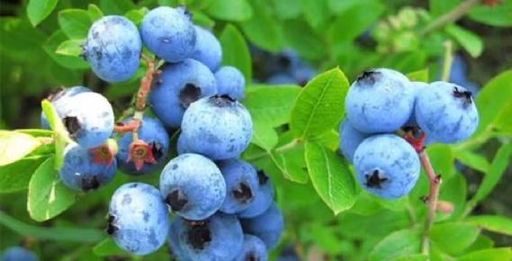 百度蘑菇蓝莓3秒跳转广告怎么关闭缩略图