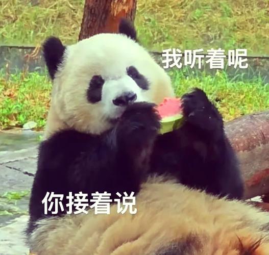 熊猫社区是干嘛的游戏截图