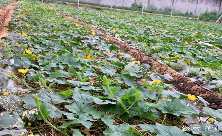 露天小冬瓜的种植技术缩略图