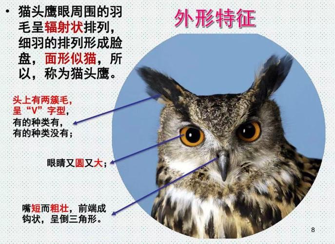 猫头鹰的长处是什么图标