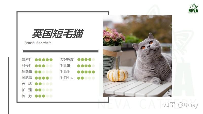 喵星球CAT最新消息今天缩略图