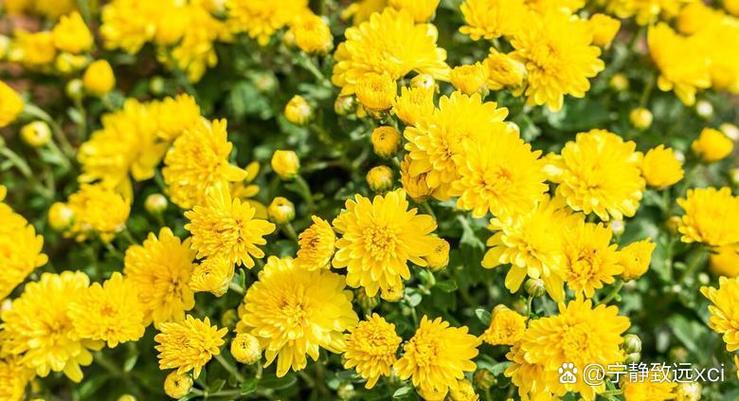 想当年菊花还只是一种花缩略图