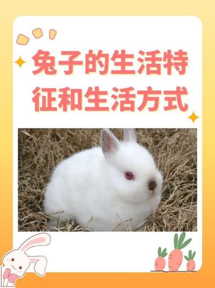 兔子的快乐生活最新一期内容介绍缩略图