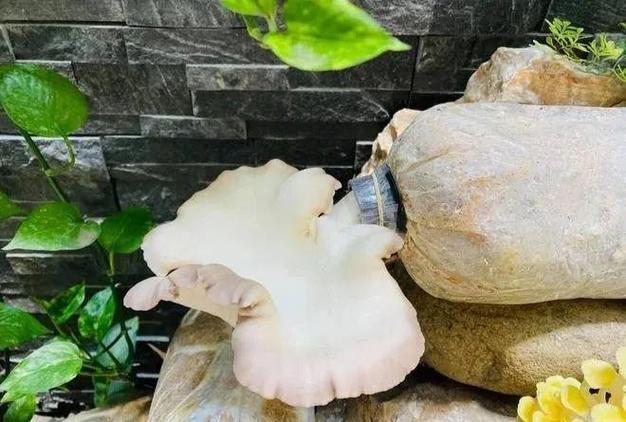 巨鲍菇生长周期是多少天缩略图