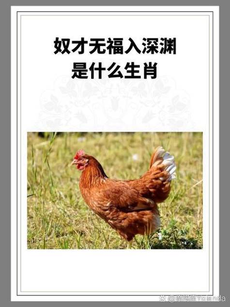一无所有打一最佳生肖缩略图
