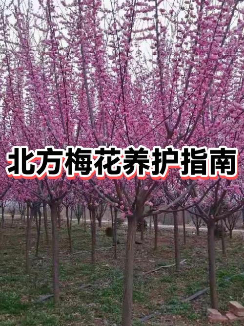 梅花的养护和管理方法缩略图