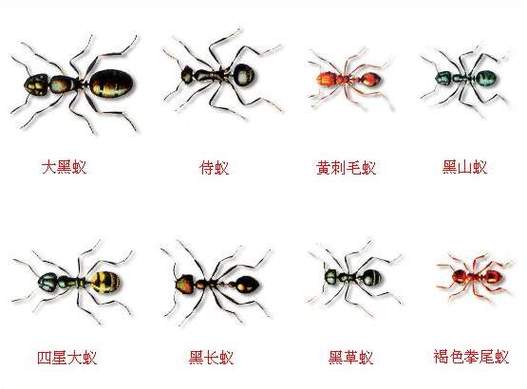 蚂蚁有多少种缩略图