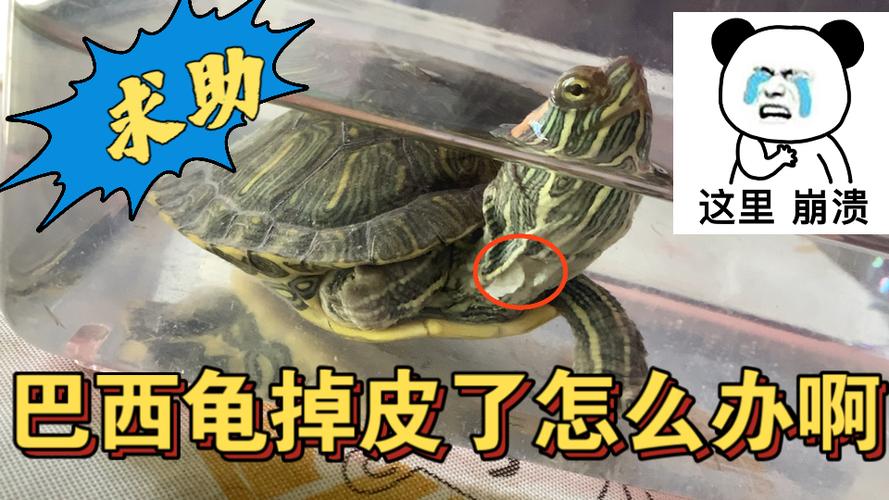 乌龟壳脱的皮有什么用游戏截图