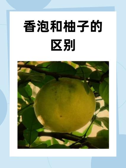 柚子汁的功效与作用缩略图