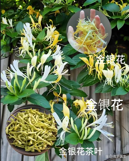 金银花长什么样子图片缩略图