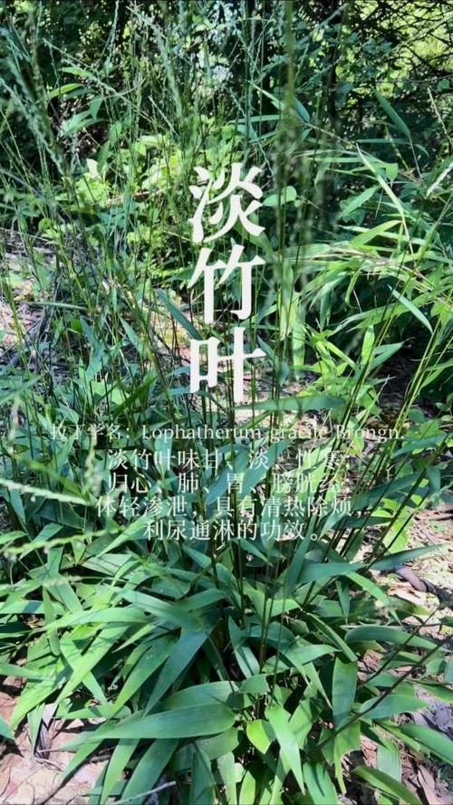 淡竹叶图片的功效与作用缩略图