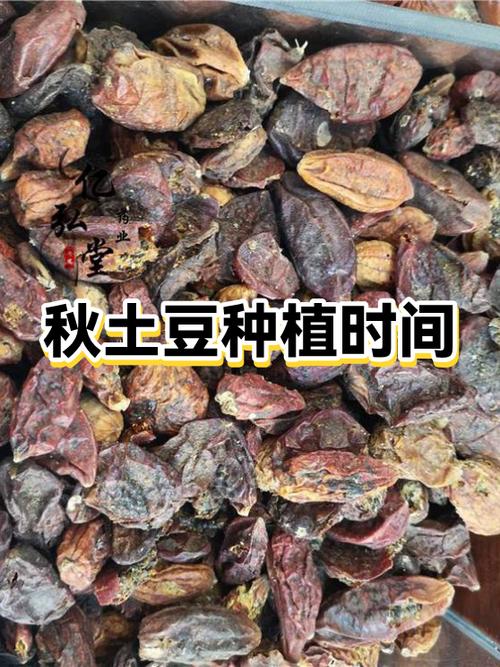 秋土豆种植最佳时间图标