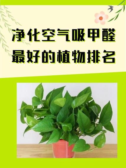净化空气吸甲醛最好的植物排名缩略图