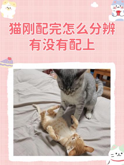 驯服后的猫咪怎么才能不跟着我缩略图