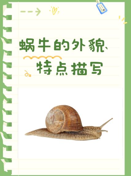 蜗牛的特点和生活特征和外形缩略图