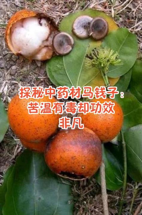 女忍者训练师小樱收集药材缩略图