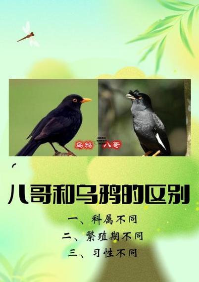 八哥和乌鸦的区别图标
