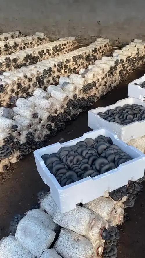 平菇种植最简单方法缩略图