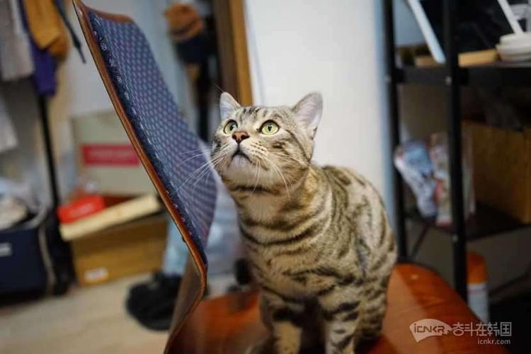 豹猫和美短哪个好一点缩略图