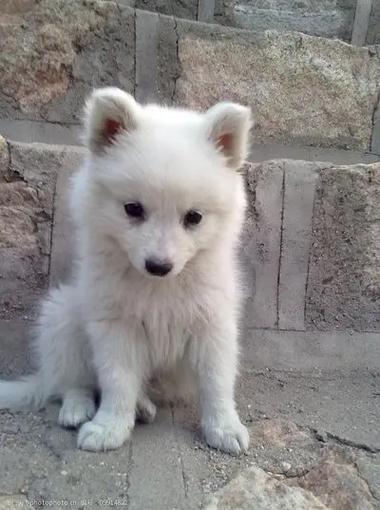 银狐犬为什么没人养了图标