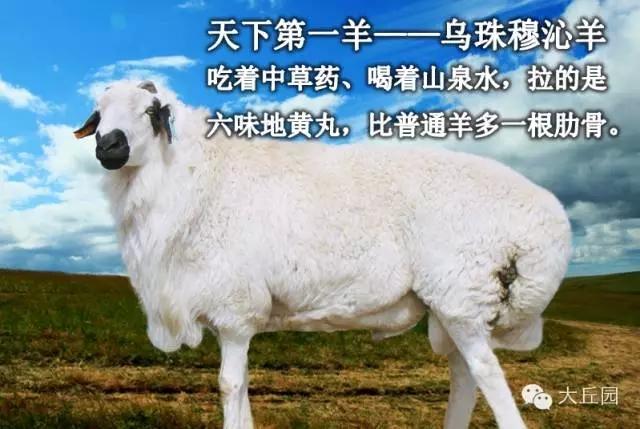 关于纯天然羊的广告词图标