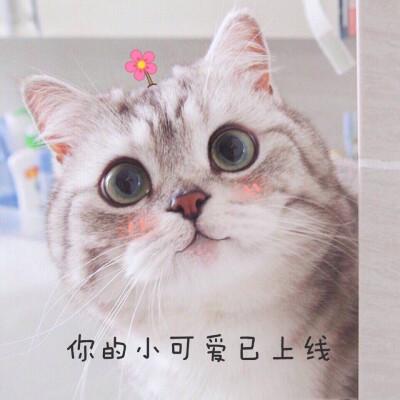 你的小可爱已上线对话图标