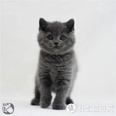 蓝猫和英短哪个贵缩略图