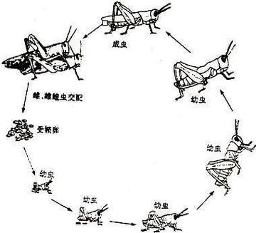 蟋蟀的生长过程示意图缩略图