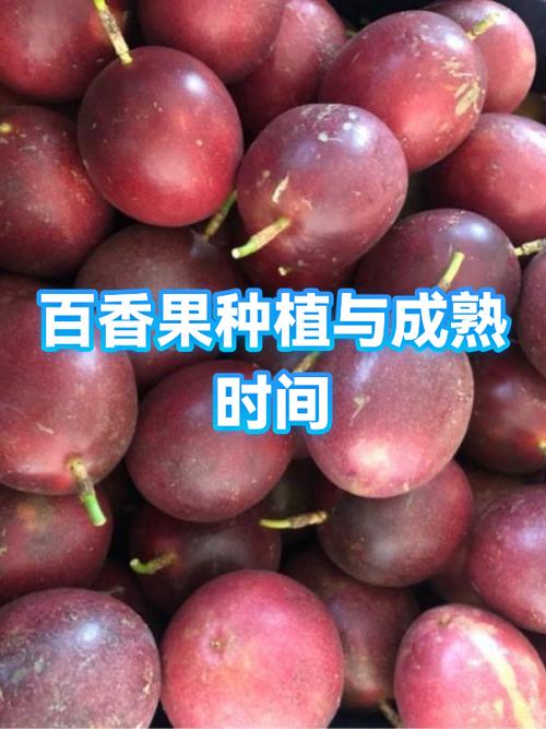 百香果是什么时候种最好游戏截图