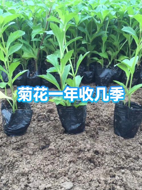 菊花一年开几次缩略图