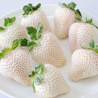 白雪公主草莓的养殖方法图标