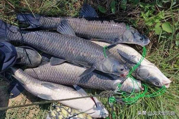 花生钓青鱼最佳时间游戏截图