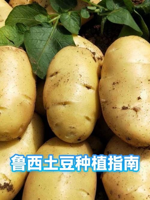 山东秋季土豆种植最佳时间图标