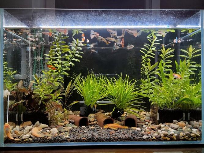 鱼缸养水草的好处和坏处游戏截图